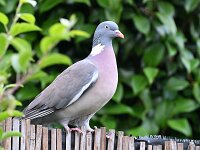 Columba palumbus 108, Houtduif, Saxifraga-Tom Heijnen