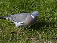 Columba palumbus 81, Houtduif, Saxifraga-Jan Nijendijk