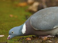 Columba palumbus 82, Houtduif, Saxifraga-Jan Nijendijk