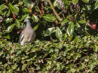 Columba palumbus 85, Houtduif, Saxifraga-Jan van der Straaten