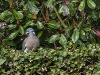 Columba palumbus 86, Houtduif, Saxifraga-Jan van der Straaten