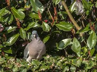Columba palumbus 87, Houtduif, Saxifraga-Jan van der Straaten