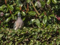 Columba palumbus 88, Houtduif, Saxifraga-Jan van der Straaten