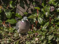 Columba palumbus 89, Houtduif, Saxifraga-Jan van der Straaten