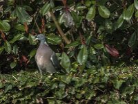 Columba palumbus 90, Houtduif, Saxifraga-Jan van der Straaten