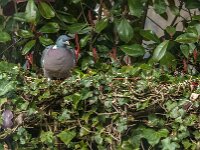 Columba palumbus 92, Houtduif, Saxifraga-Jan van der Straaten