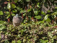 Columba palumbus 93, Houtduif, Saxifraga-Jan van der Straaten