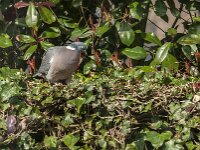 Columba palumbus 95, Houtduif, Saxifraga-Jan van der Straaten