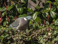 Columba palumbus 97, Houtduif, Saxifraga-Jan van der Straaten