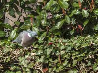Columba palumbus 98, Houtduif, Saxifraga-Jan van der Straaten
