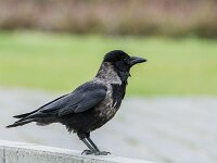 Corvus cornix 29, Bonte kraai, adult, Saxifraga-Theo Verstrael