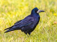 Portrait of Eurasian rook  Portrait of Eurasian rook (Corvus frugilegus). Black bird with bare base of bill walking in grass and looking for food. Widlife in nature. Netherlands. : Avian, Corvus, Netherlands, animal, beak, big, bird, birdwatching, black, black rook, carrion, city, clever, close-up, corone, corvid, corvus frugilegus, crow, dark, eurasian rook, europe, european, family, feather, frugilegus, grass, green, hooded, intelligent, largest, lawn, looking, nature, one, ornithology, outdoor, outdoors, park, raven, rook, rooks, shiny, smart, standing, summer, urban, wild, wildlife