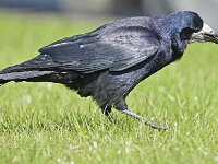 Corvus frugilegus 16, Roek, Saxifraga-Tom Heijnen