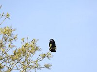 Corvus frugilegus 31, Roek, Saxifraga-Peter Meininger