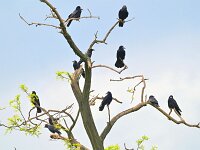 Corvus frugilegus 32, Roek, Saxifraga-Tom Heijnen