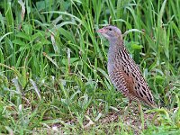 Crex crex 5, Kwartelkoning, Saxifraga-Janus Verkerk