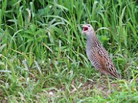 Crex crex 6, Kwartelkoning, Saxifraga-Janus Verkerk