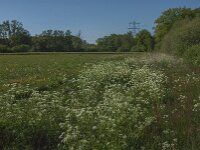 Curruca communis 35, Grasmus, habitat, Saxifraga-Jan van der Straaten