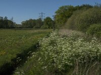 Curruca communis 36, Grasmus, habitat, Saxifraga-Jan van der Straaten