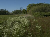 Curruca communis 37, Grasmus, habitat, Saxifraga-Jan van der Straaten