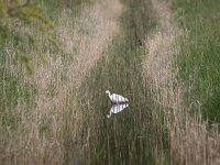 Egretta garzetta 149, Kleine zilverreiger, Saxifraga-Peter Meininger