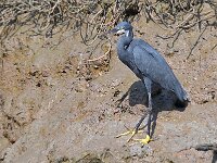 Egretta gularis 20, Westelijke rifreiger, Saxifraga-Tom Heijnen
