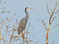 Egretta gularis 22, Westelijke rifreiger, Saxifraga-Tom Heijnen