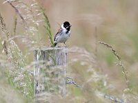 Emberiza schoeniclus 102, Rietgors, Saxifraga-Tom Heijnen