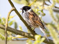Emberiza schoeniclus 3, Rietgors, Saxifraga-Bart Vastenhouw