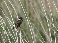 Emberiza schoeniclus 48, Rietgors, Saxifraga-Jan Nijendijk