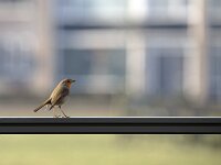 European robin (Erithacus rubecula) feeding standing on fence  European robin (Erithacus rubecula) feeding standing on fence : European robin, robin, Erithacus rubecula, bird, songbird, fauna, animal, wildlife, nature, natural