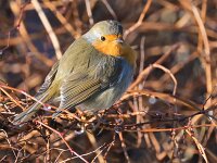 Erithacus rubecula 158, Roodborst, Saxifraga-Tom Heijnen