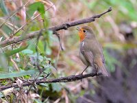 Erithacus rubecula 159, Roodborst, Saxifraga-Tom Heijnen