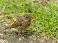 Erithacus rubecula 35, Roodborst, juvenile, Saxifraga-Bart Heijne : 2024, Erithacus rubecula, Kekerdom, Millingerwaard, jong, juli, roodborst, vogel, zomer