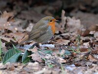 Erithacus rubecula 55, Roodborst, Saxifraga-Tom Heijnen