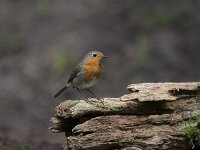 Erithacus rubecula 71, Roodborst, Saxifraga-Jan Nijendijk