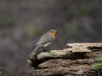Erithacus rubecula 73, Roodborst, Saxifraga-Jan Nijendijk