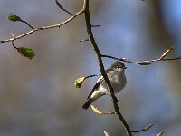 Ficedula hypoleuca 5, Bonte vliegenvanger, adult, male, Saxifraga-Theo Verstrael