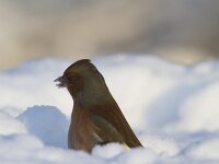 Fringilla coelebs 139, Vink, Saxifraga-Jan Nijendijk