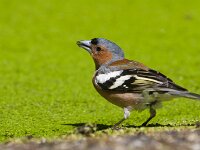 Fringilla coelebs 140, Vink, Saxifraga-Jan Nijendijk