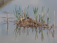 Fulica atra 100, Meerkoet, Saxifraga-Ab H Baas