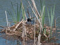 Fulica atra 101, Meerkoet, Saxifraga-Ab H Baas