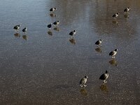 Fulica atra 102, Meerkoet, Saxifraga-Roel Meijer  Twelve Coots (Fulica atra) walking on ice : coot, coots, fulica atra, bird, water bird, ice, icy, twelve, 12, winter, wintertime, direction, reflection, reflected, nature, natural, fauna, avifauna, wildlife