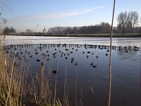 Ice hole with Coots (Fulica atra)  Ice hole with Coots (Fulica atra) : ice, hole, coot, coots, Fulica atra, winter, wintertime, bird, waterbird, many, fauna, wildlife, avifauna, nature, natural reed, water