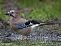Garrulus glandarius 130, Gaai, Saxifraga-Jan Nijendijk