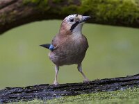 Garrulus glandarius 136, Gaai, Saxifraga-Jan Nijendijk