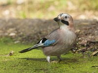 Garrulus glandarius 137, Gaai, Saxifraga-Jan Nijendijk
