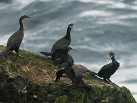 Gulosus aristotelis, Shag