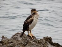 Gulosus aristotelis ssp desmarestii 10, Mediterrane kuifaalscholver juveniel, Saxifraga-Ed Stikvoort : Lovran - Opatija a900