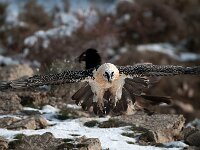 Gypaetus barbatus 15, Lammergier, Saxifraga-Joerg Mager